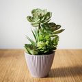 Ribbed Pot Succulent