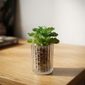 Plant Pot in Ribbed Glass