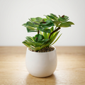 White Pot Succulent Plant