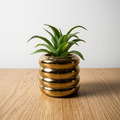 Gold Pot Succulent Plant