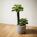 Mini Chevron Pot Succulent Plant