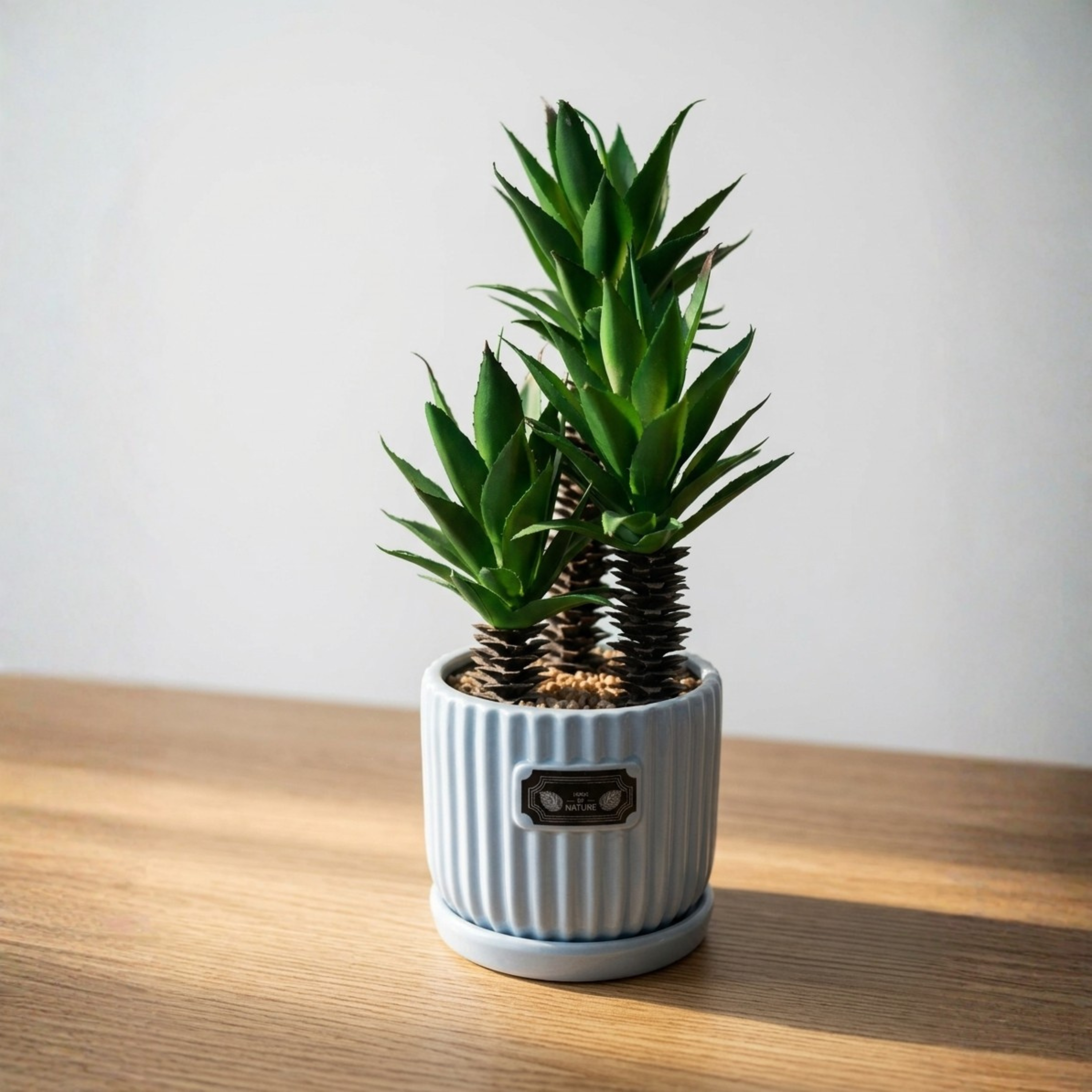 Mini Ribbed Pot Succulent Plant